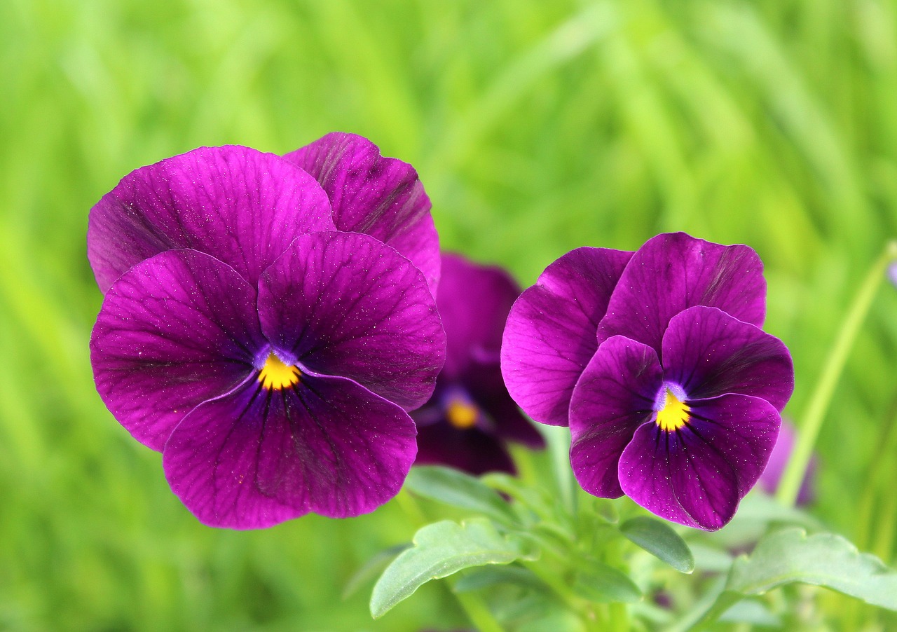 pansies  two  flower free photo