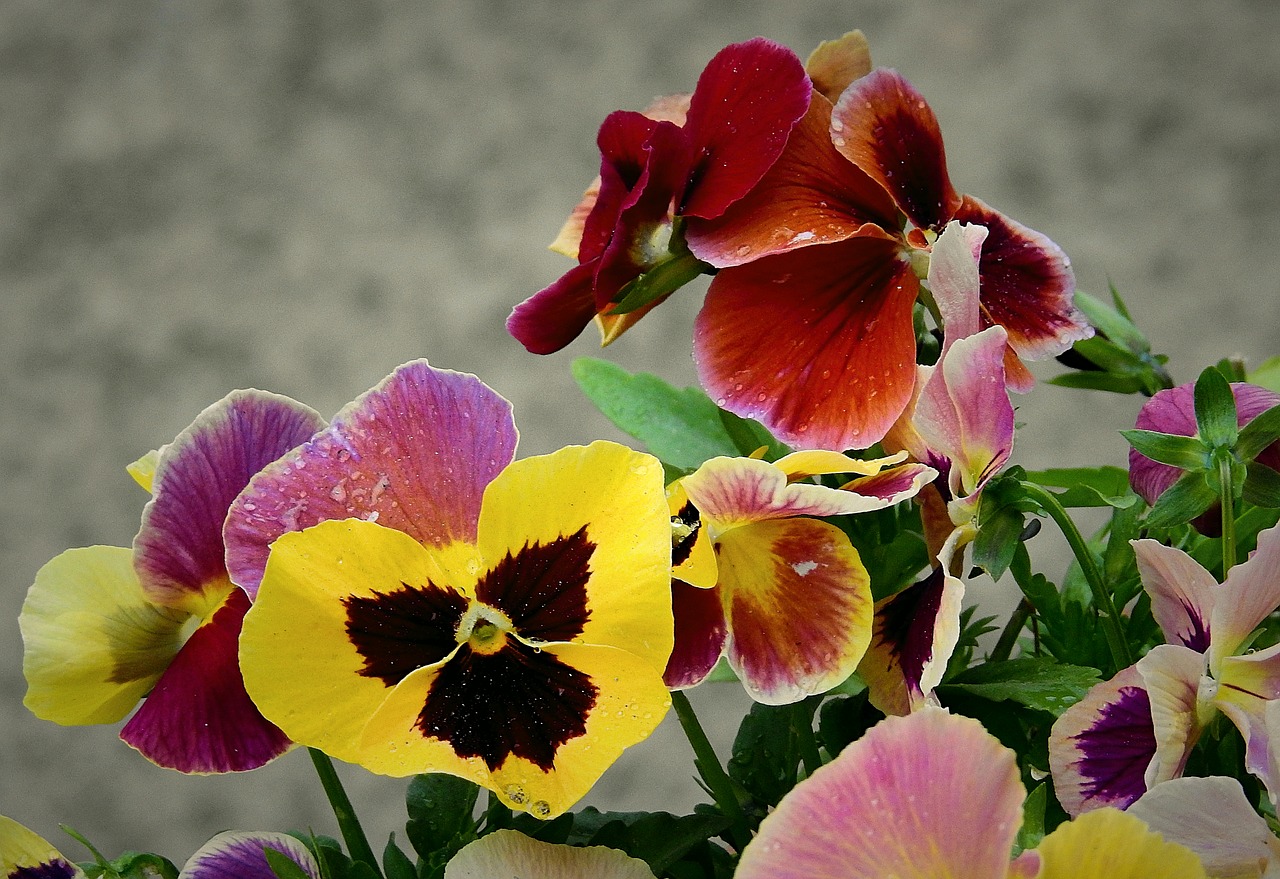pansies  beauty  spring free photo