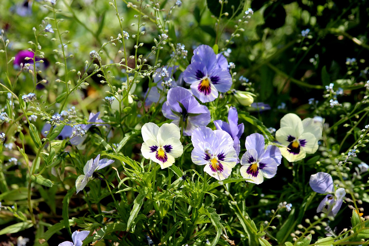 pansies  violet  viola tricolor free photo