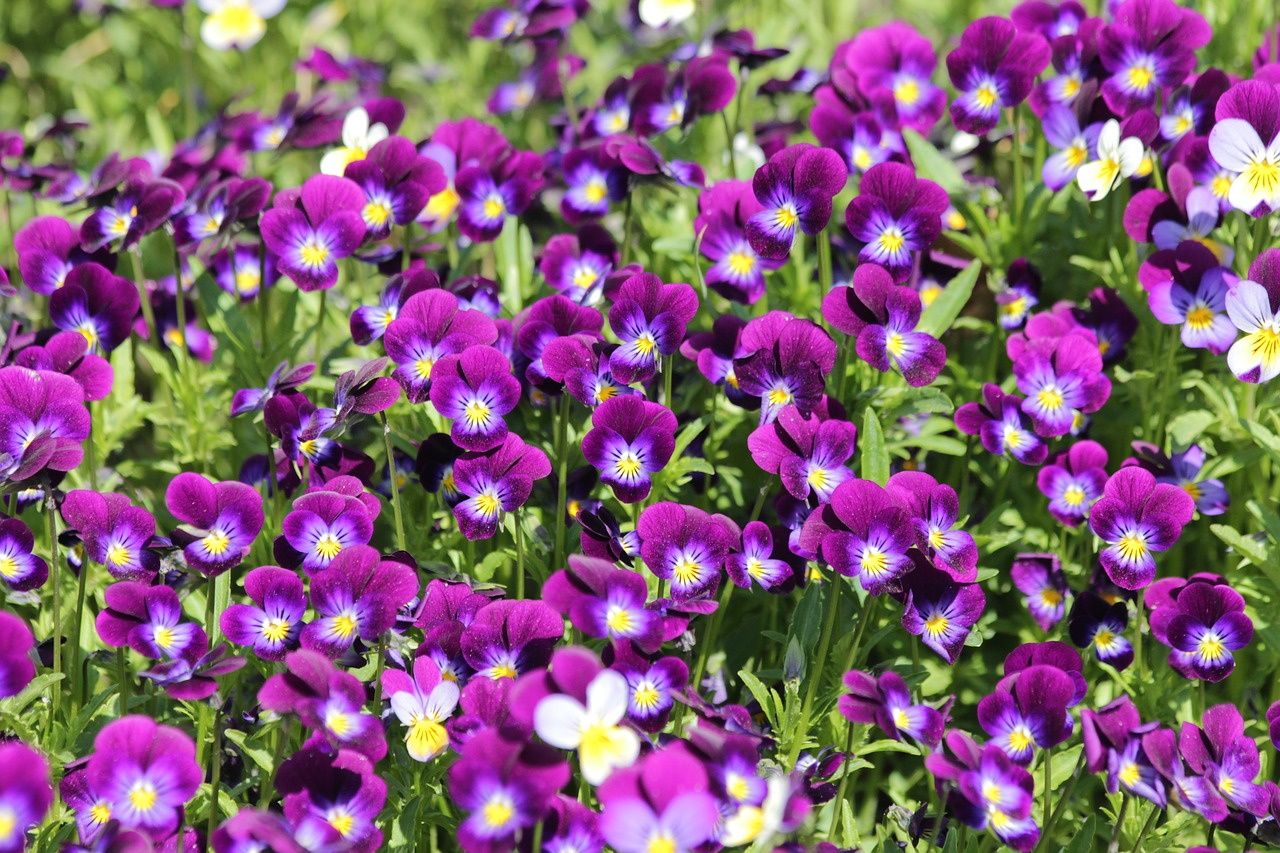 pansies  violets  viola free photo
