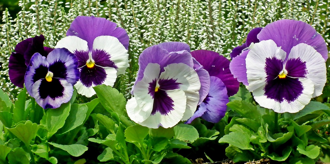 pansies  flowers  colorful free photo