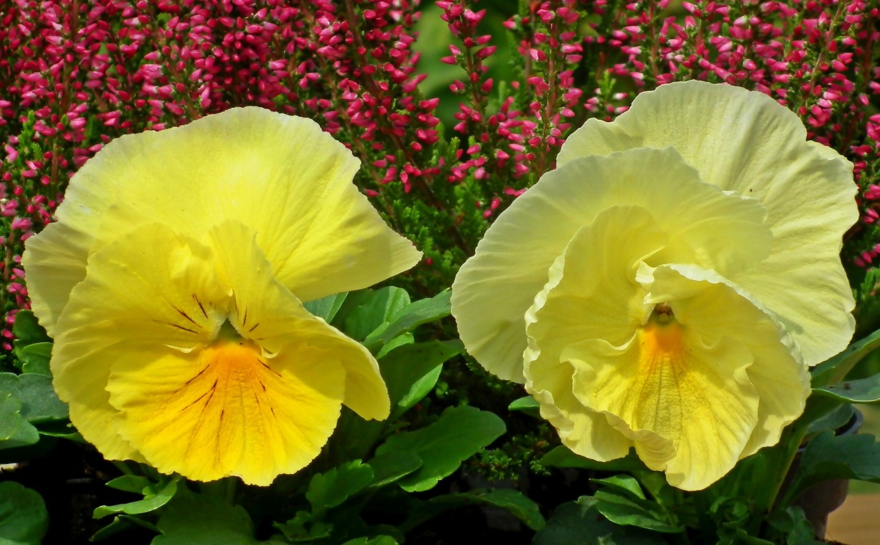 pansies  flowers  yellow free photo