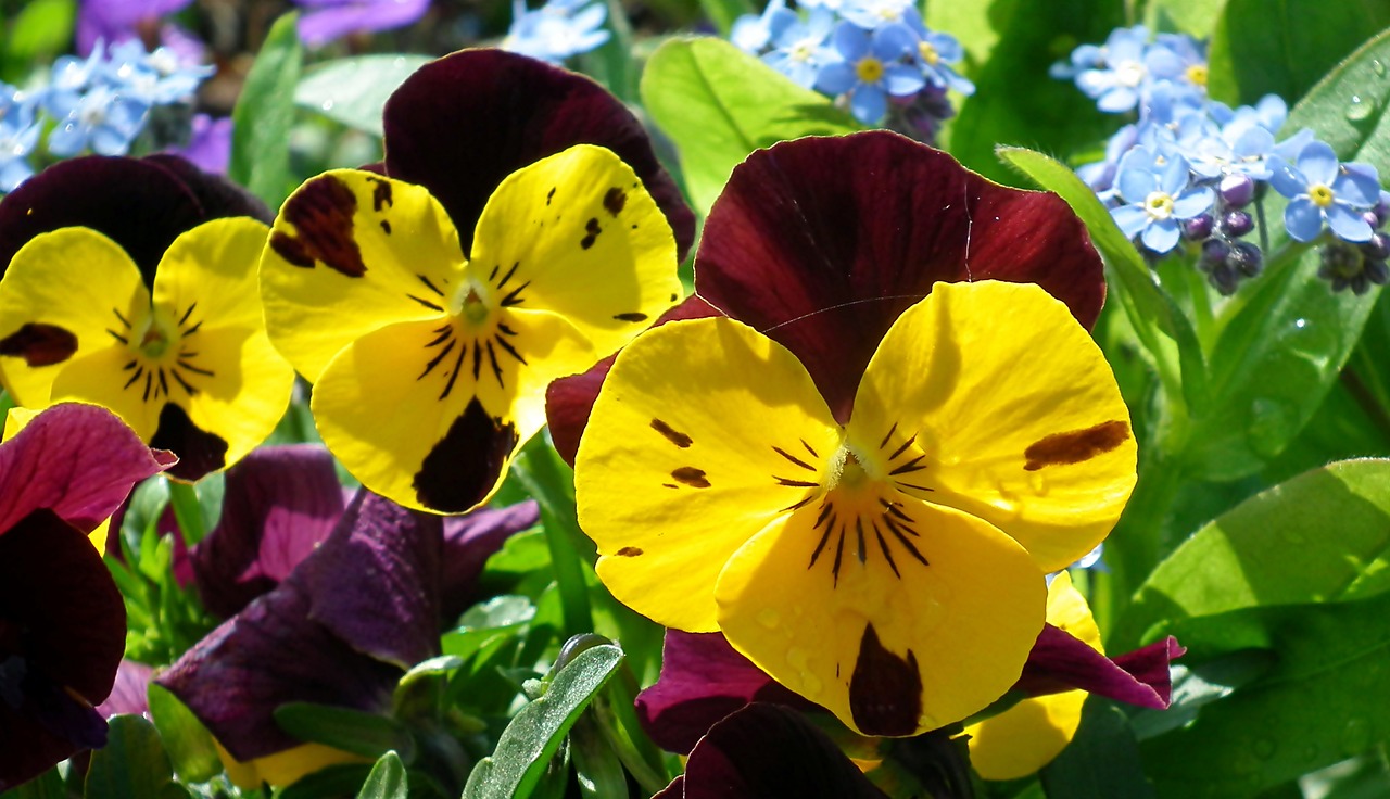 pansies  flowers  spring free photo