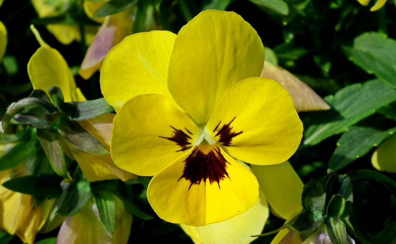 pansies  yellow  flowers free photo