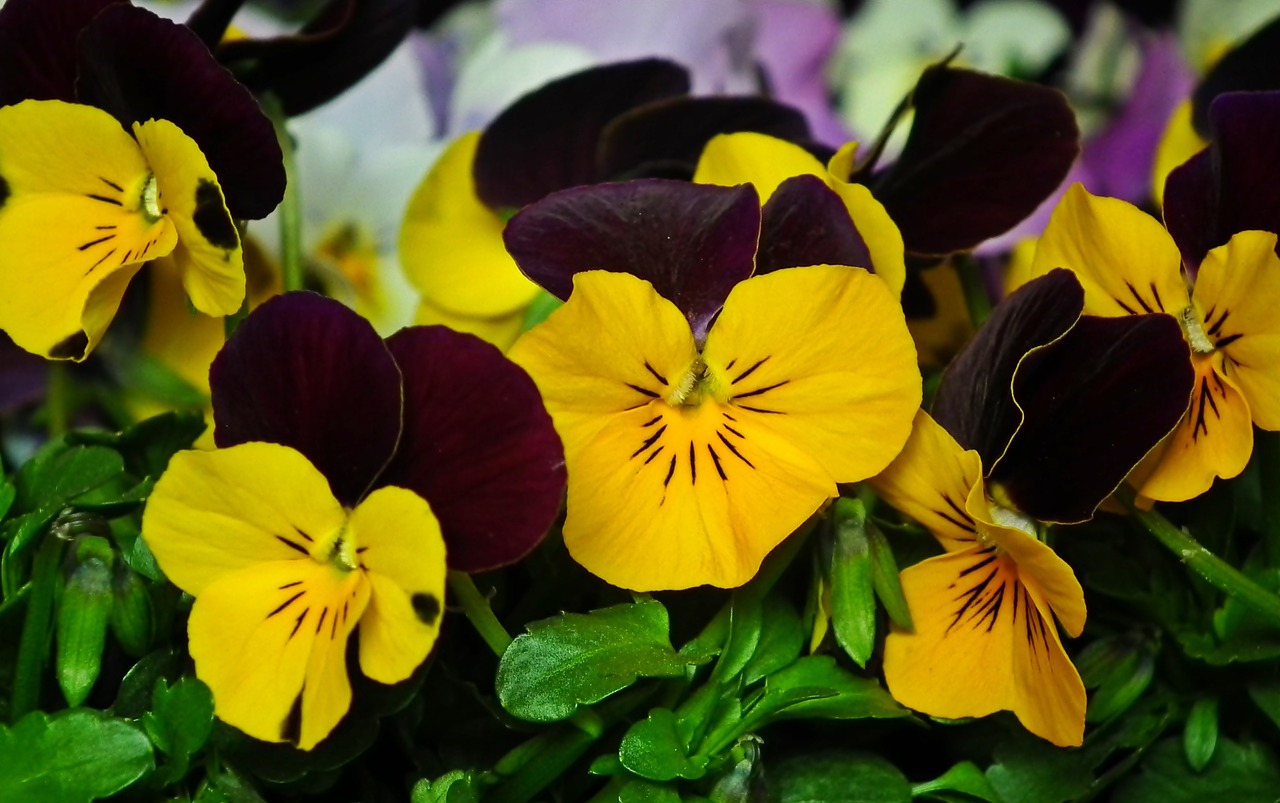 pansies  flowers  colorful free photo