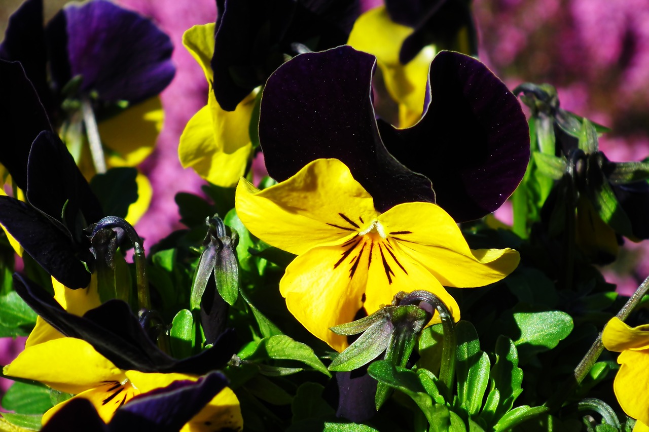 pansies  spring  nature free photo