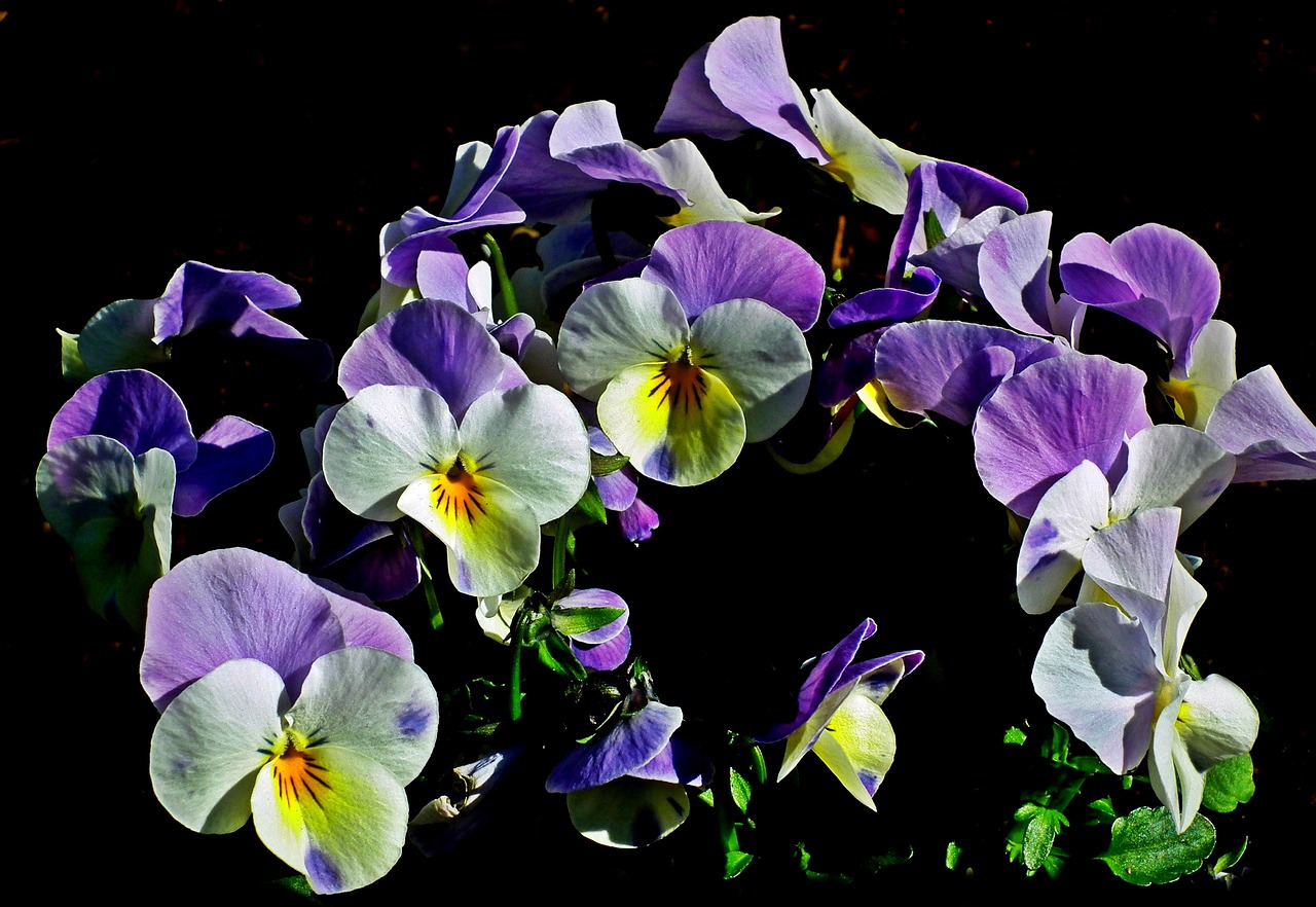 pansies  flowers  nature free photo