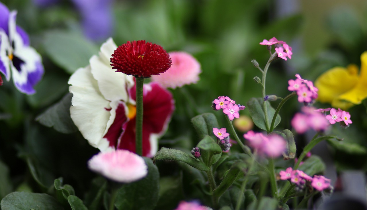 pansies  flowers  coloring free photo