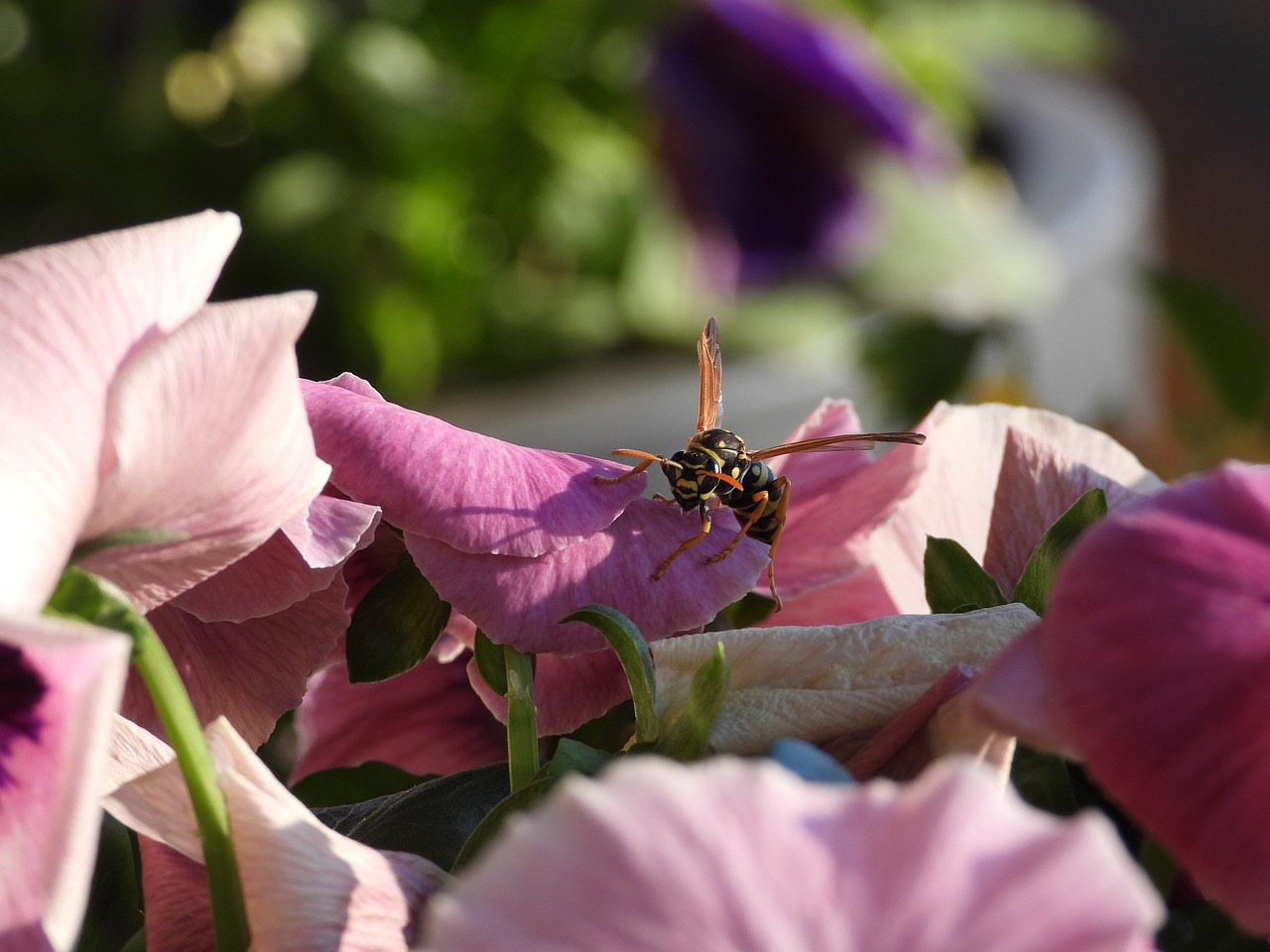 pansies  bee  spring free photo