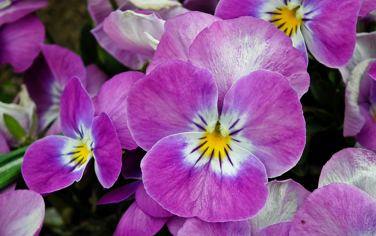 pansies  flowers  spring free photo