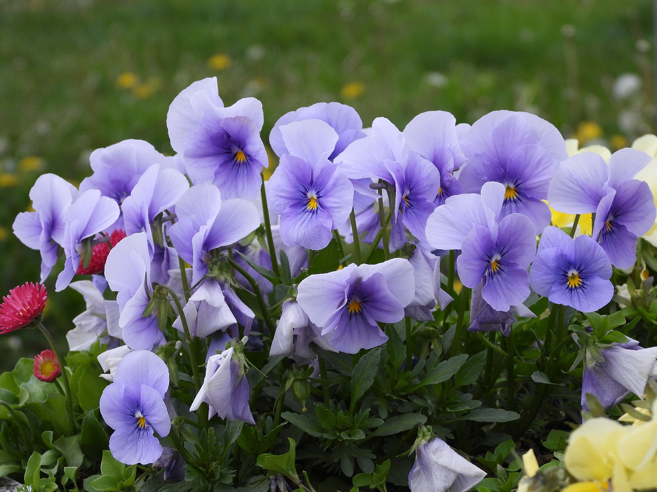 pansies  flowers  blue free photo