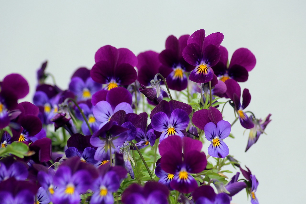 pansies  flowers  violet free photo