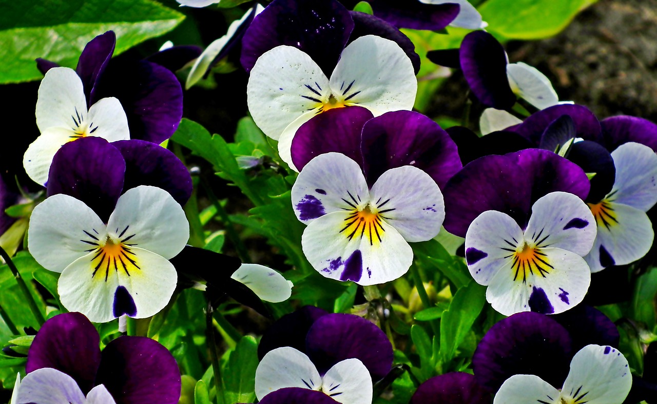 pansies  flowers  colorful free photo