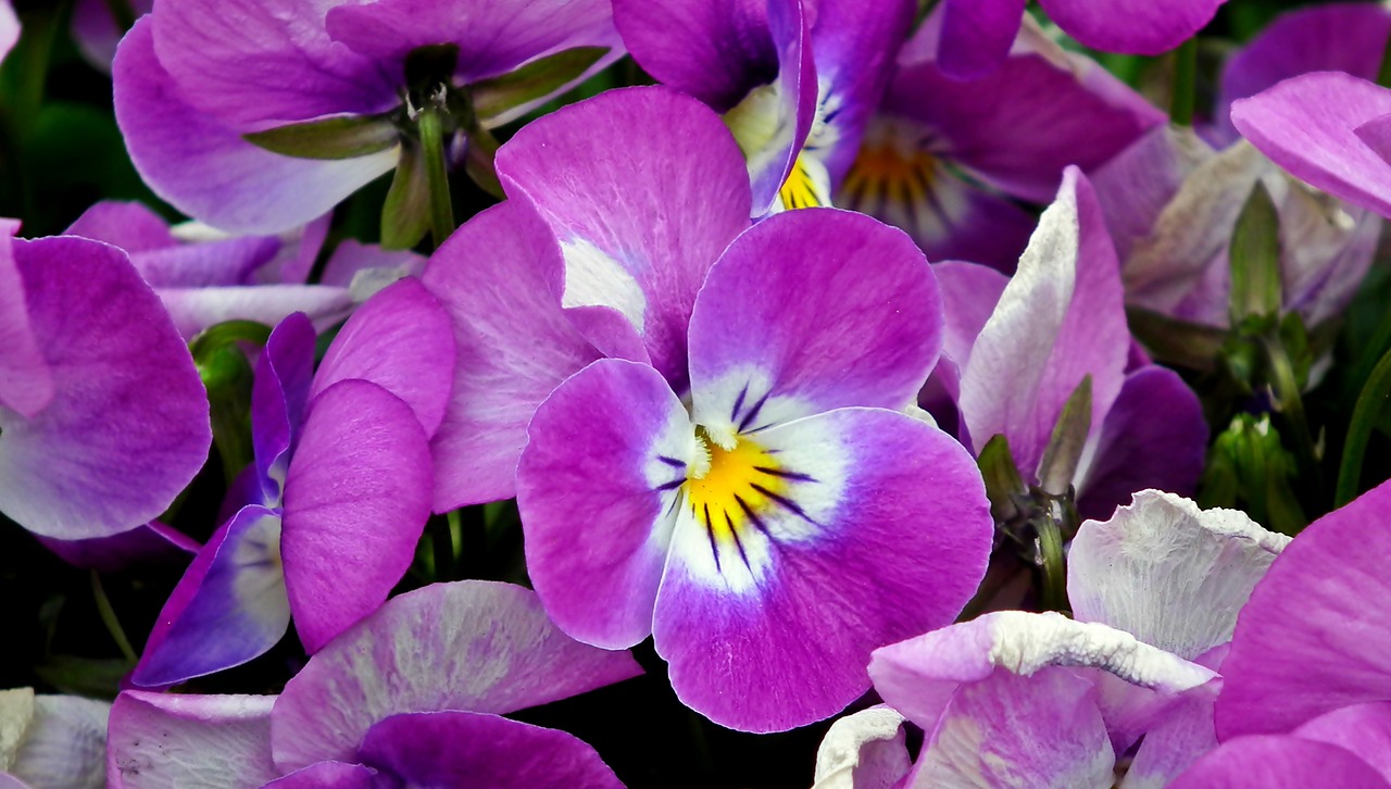 pansies  flowers  spring free photo