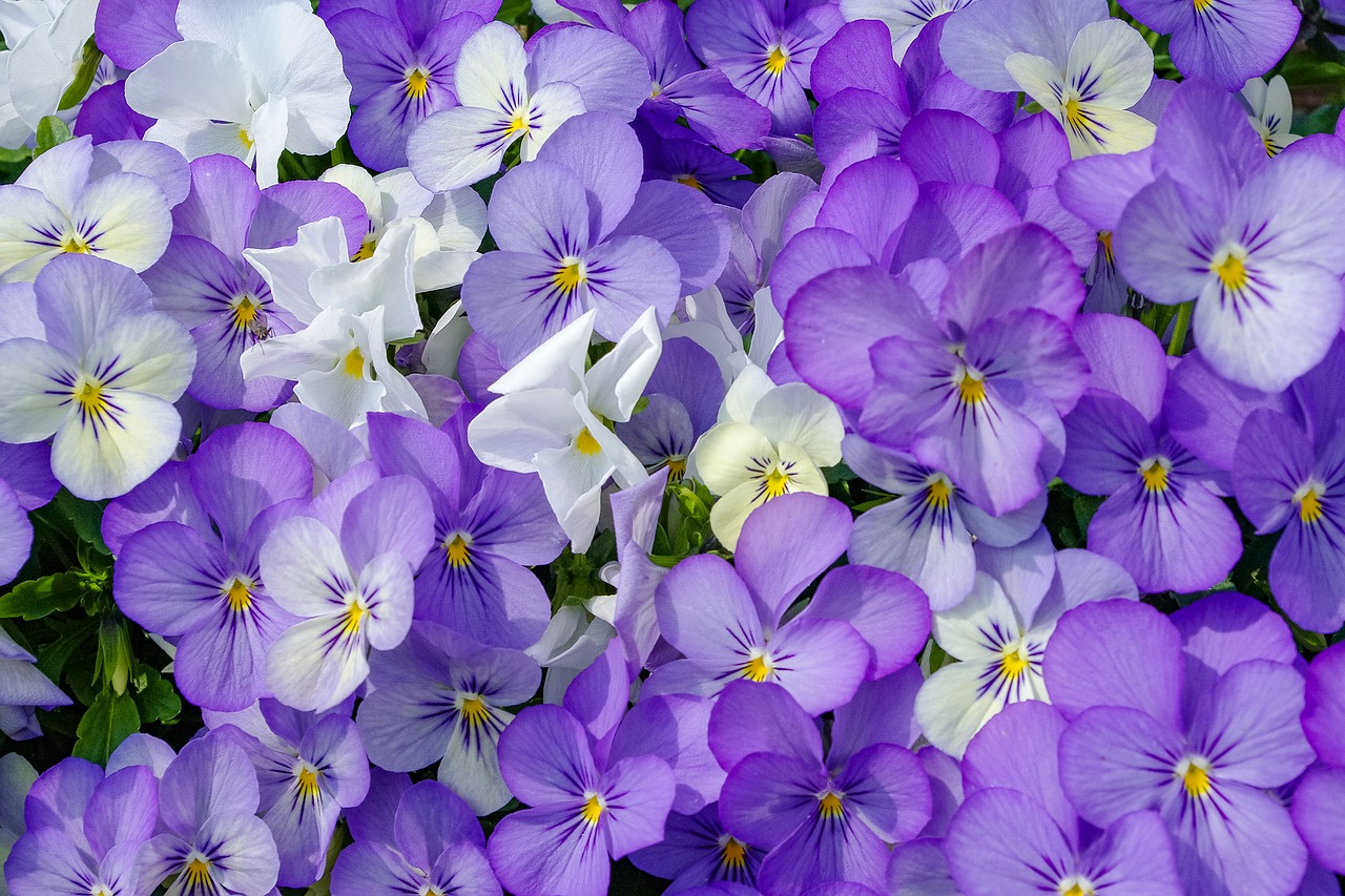 pansies  flowers  colorful free photo