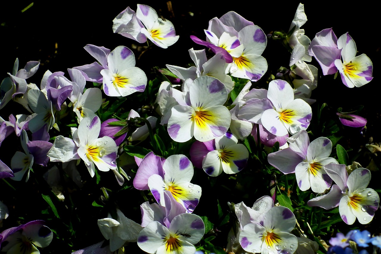 pansies  flowers  colorful free photo