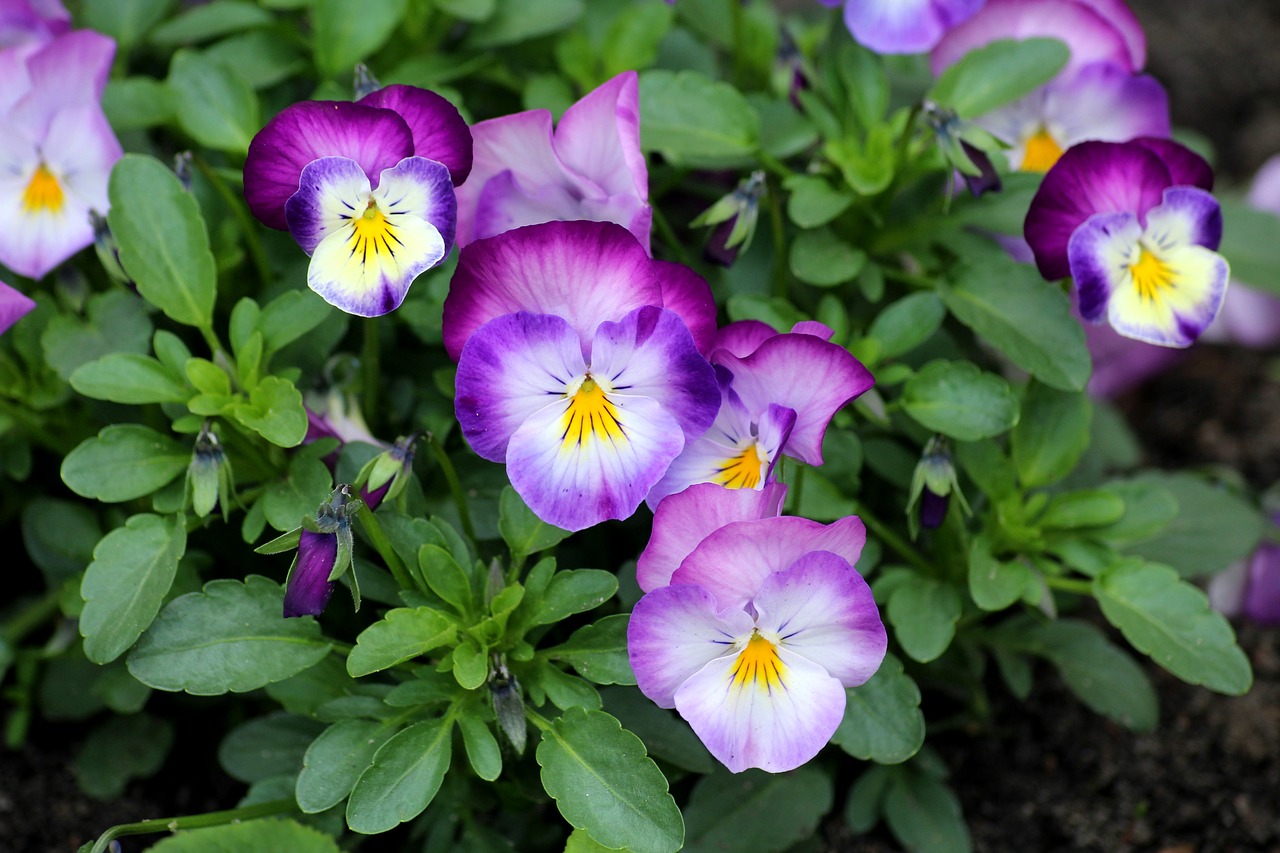 pansies  violet  flowers free photo