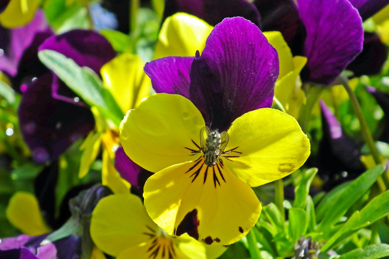 pansies  flowers  spring free photo