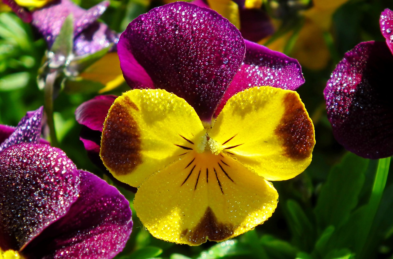 pansies  flowers  colorful free photo