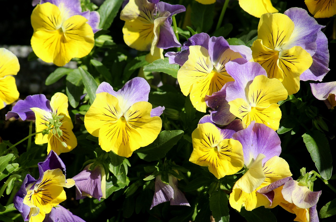 pansies  flowers  violet free photo