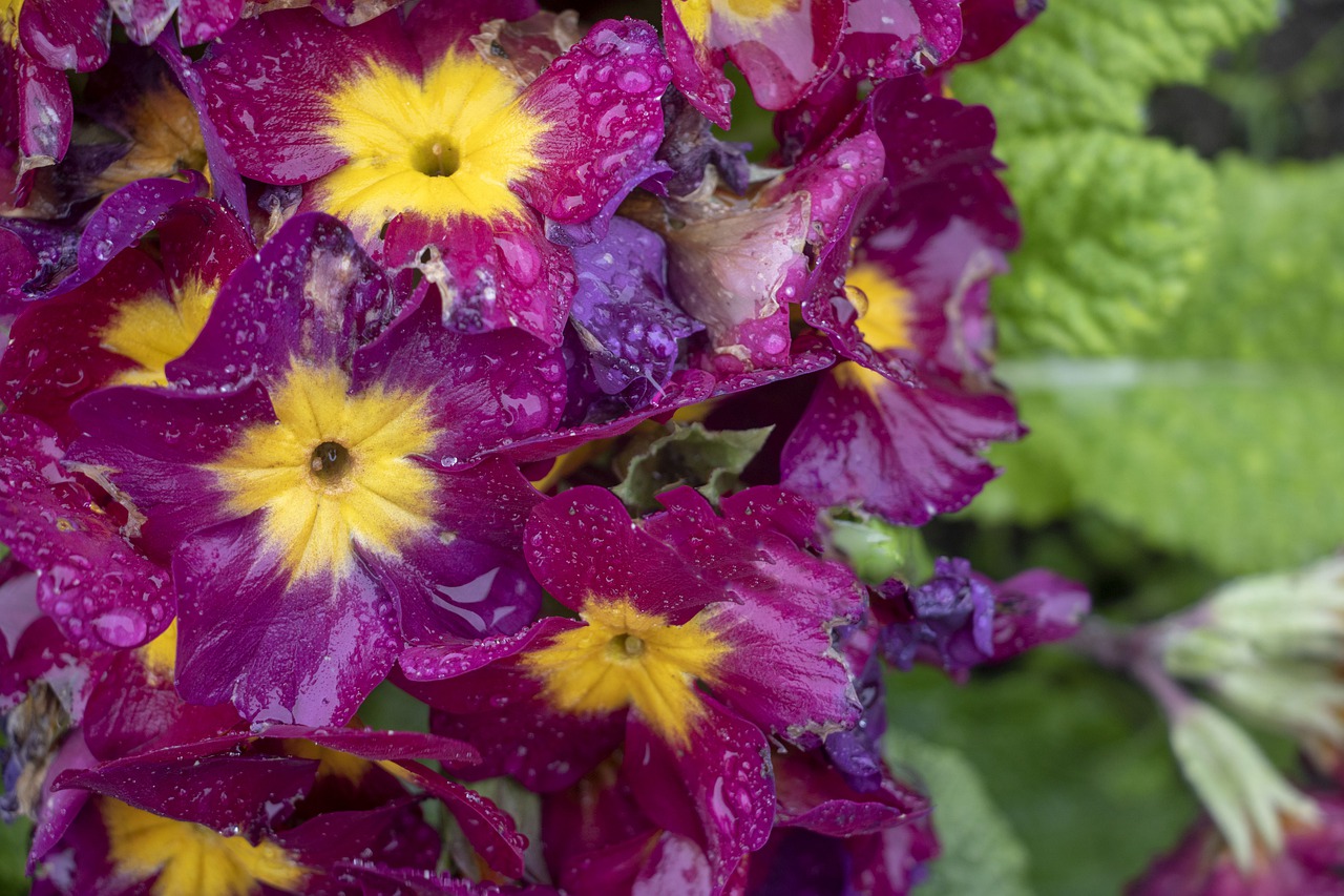 pansies  purple  yellow free photo