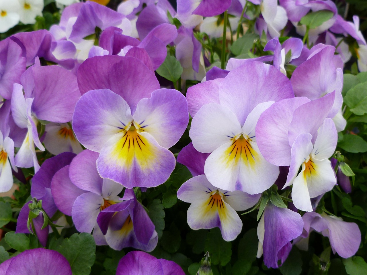 pansies garden pansy flowers free photo