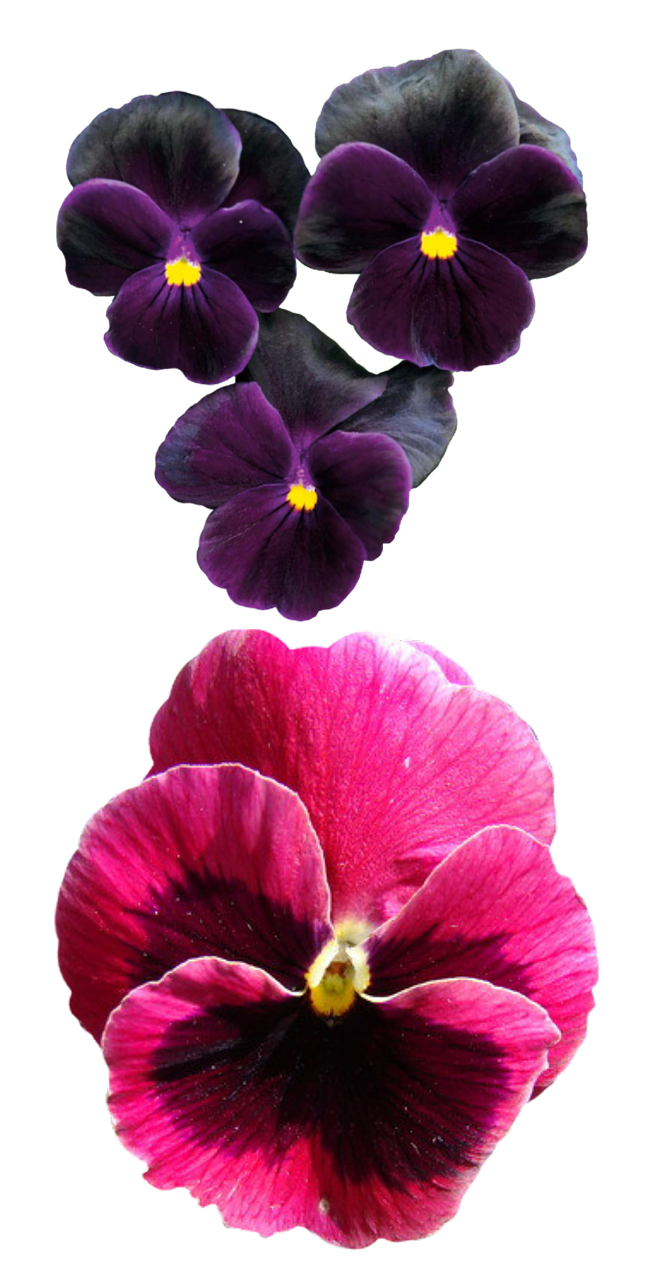 pansies flower pansy free photo