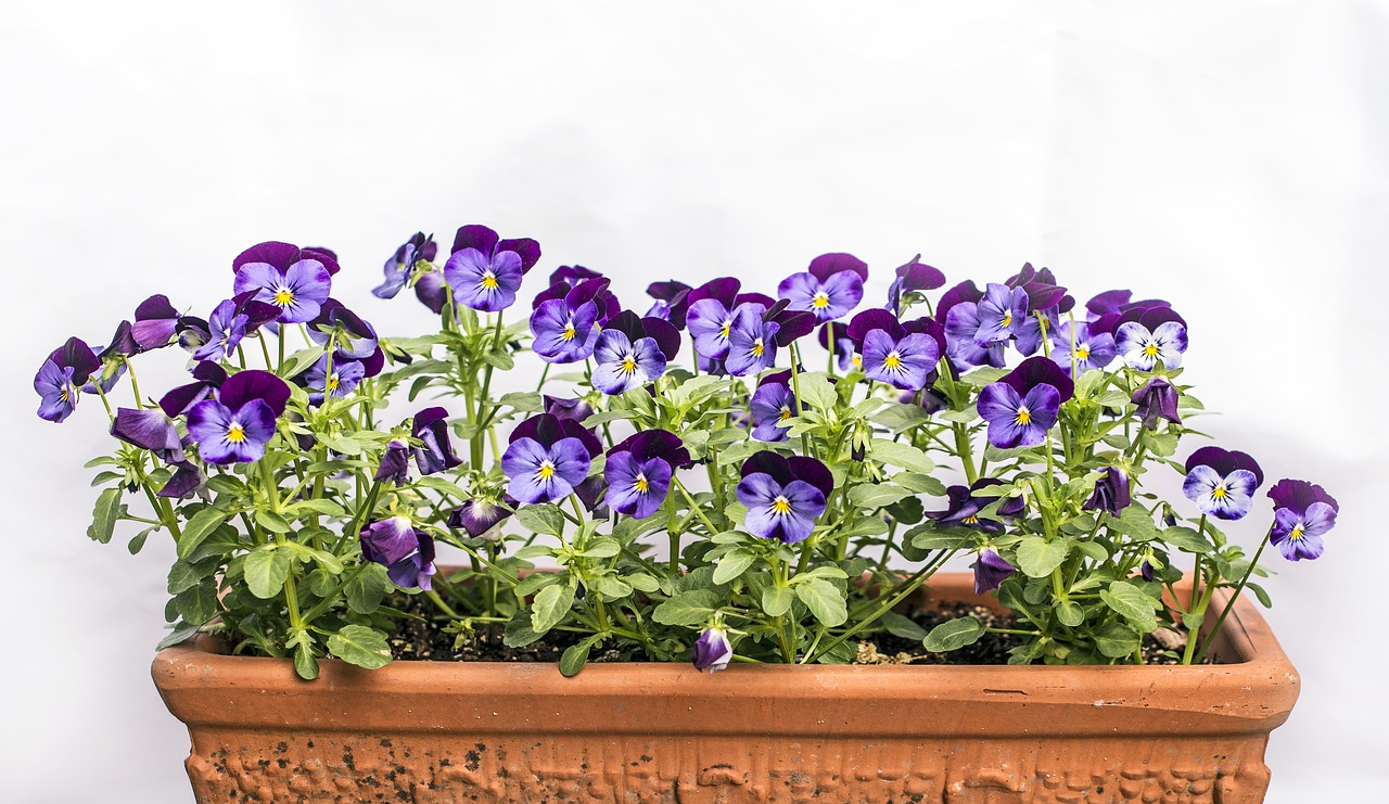 pansies for my love  flowers  note free photo