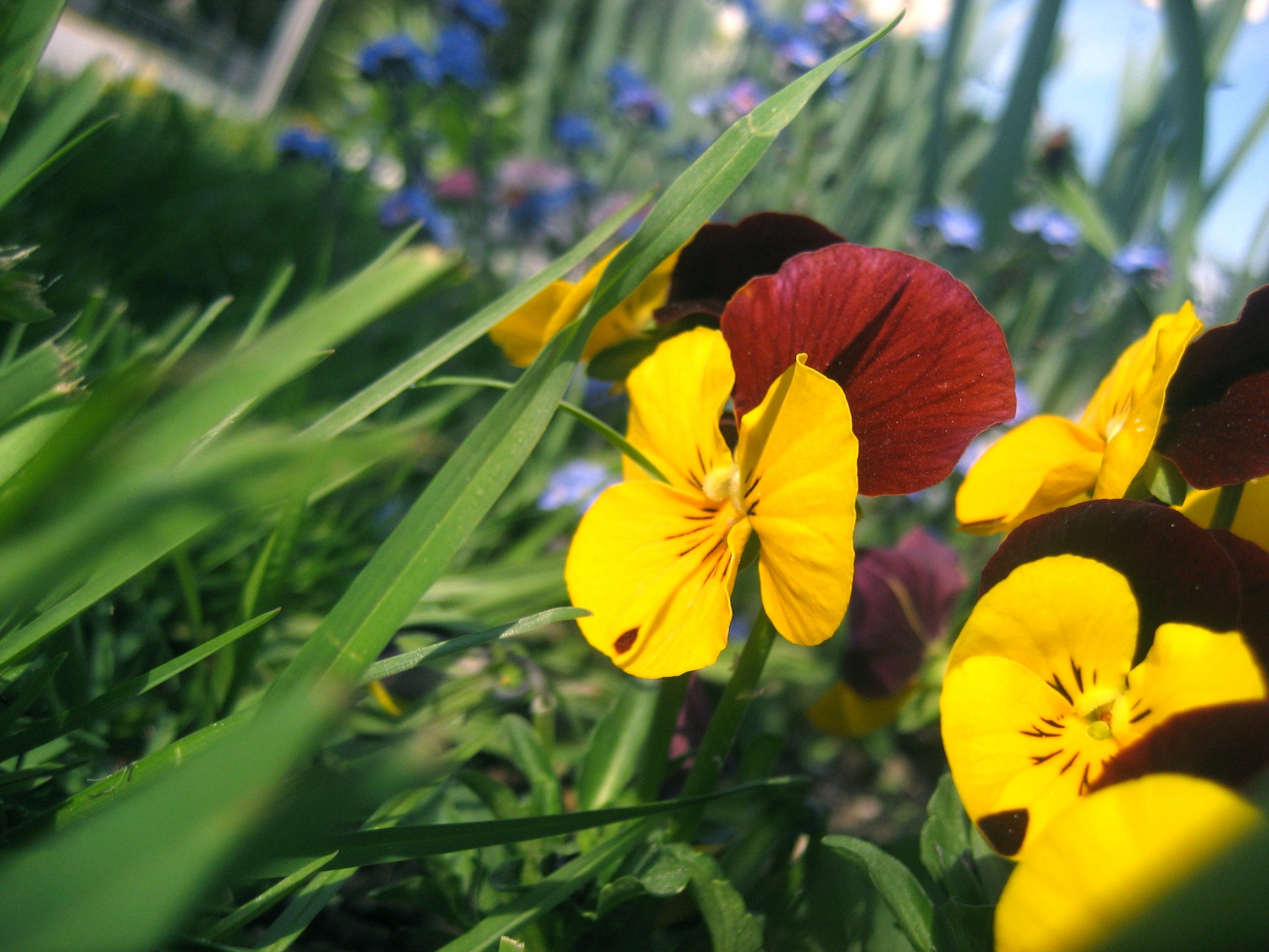 pansy flower yellow free photo