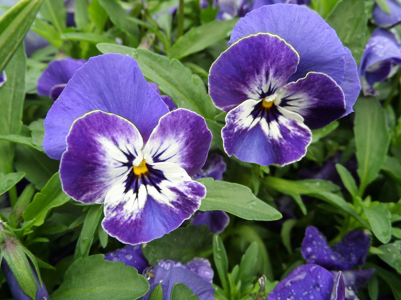 pansy viola purple free photo
