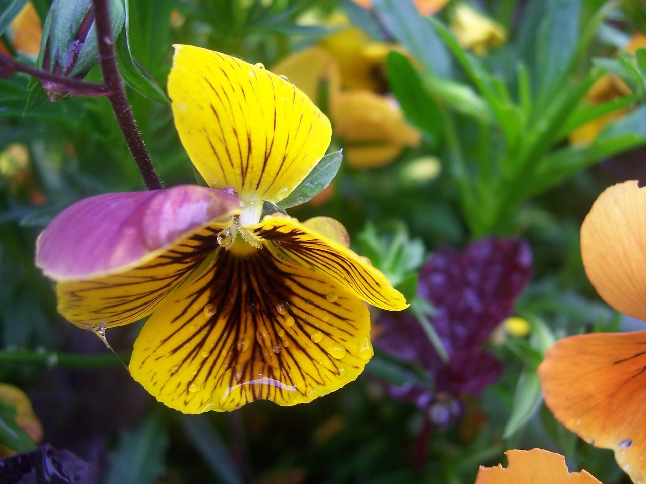 pansy flower summer free photo