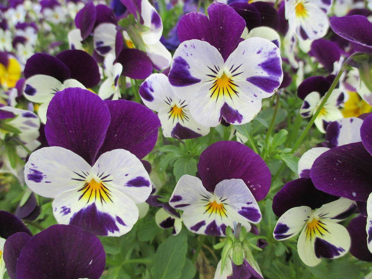 pansy spring flowers free photo