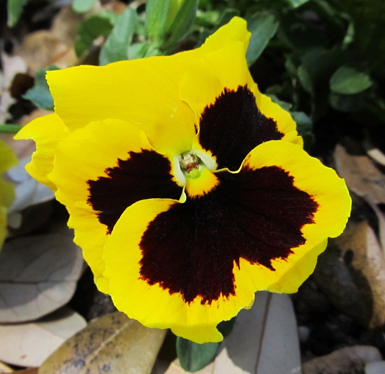 pansy flower blooming free photo