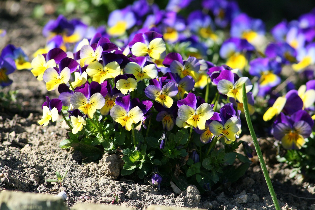 pansy garden flower free photo