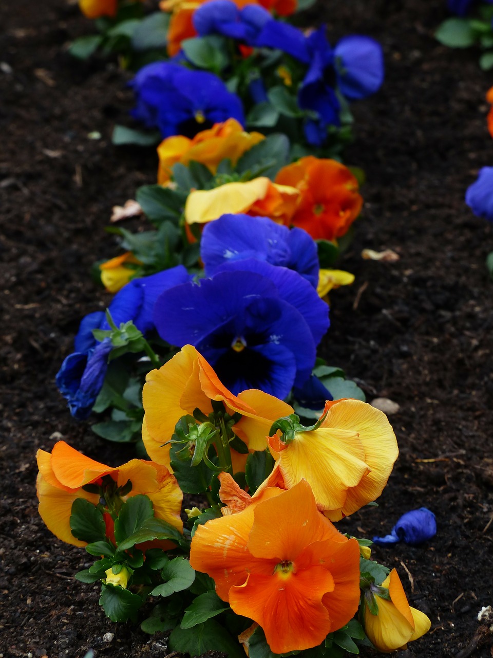 pansy viola wittrockiana flower plants free photo