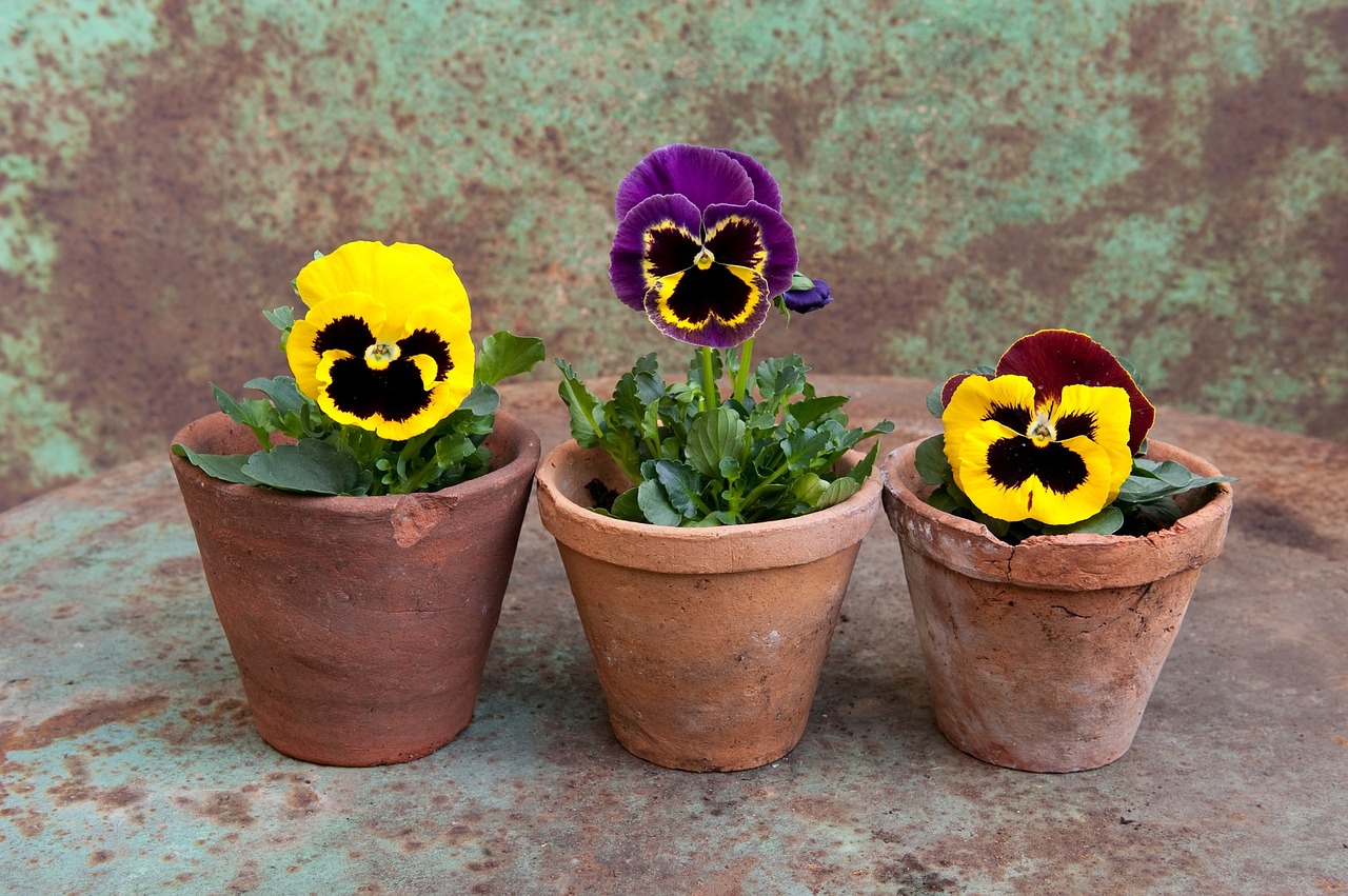 pansy spring pot free photo