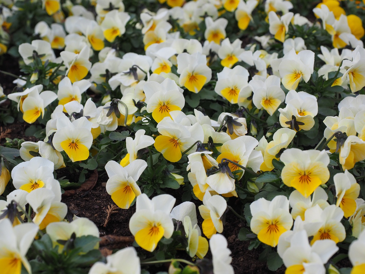 pansy flowers bloom free photo