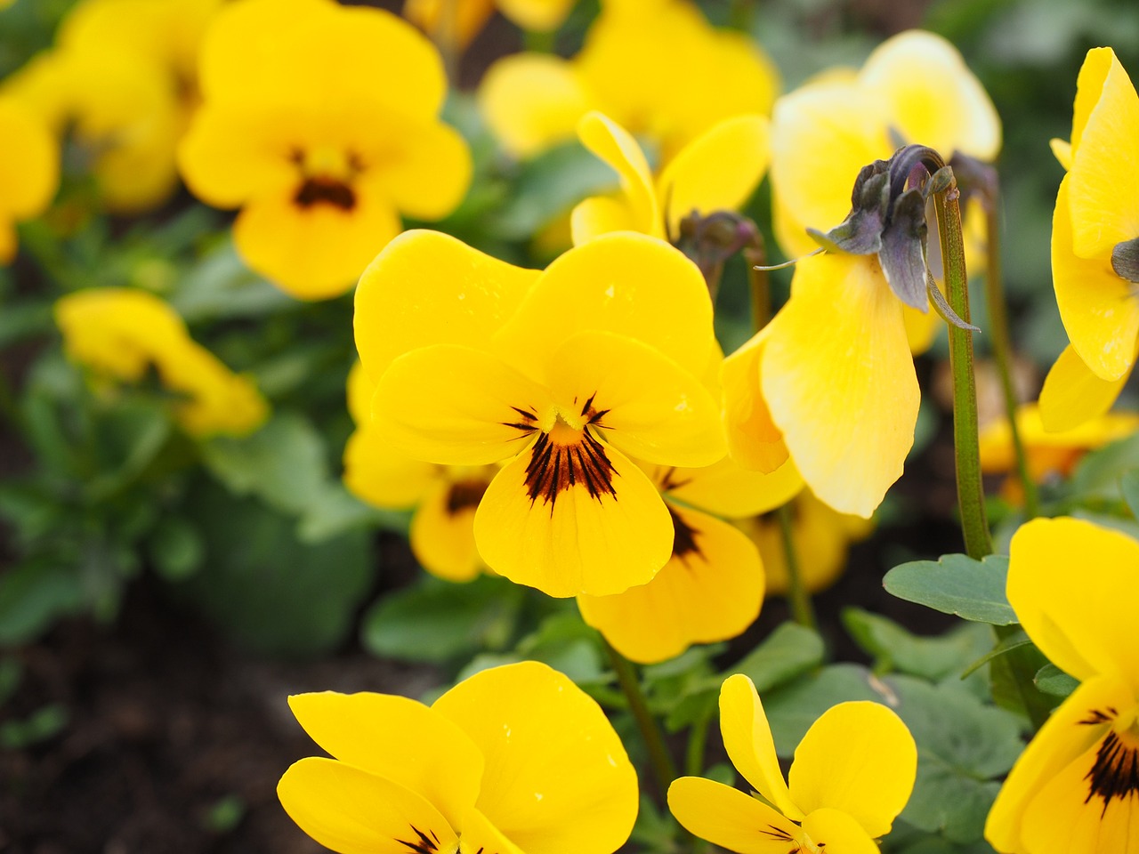 pansy flowers bloom free photo