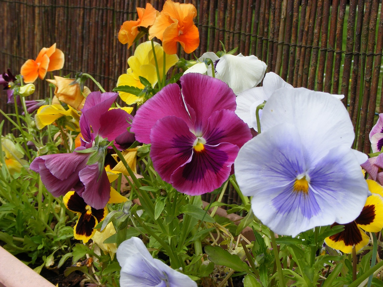 pansy flower spring free photo