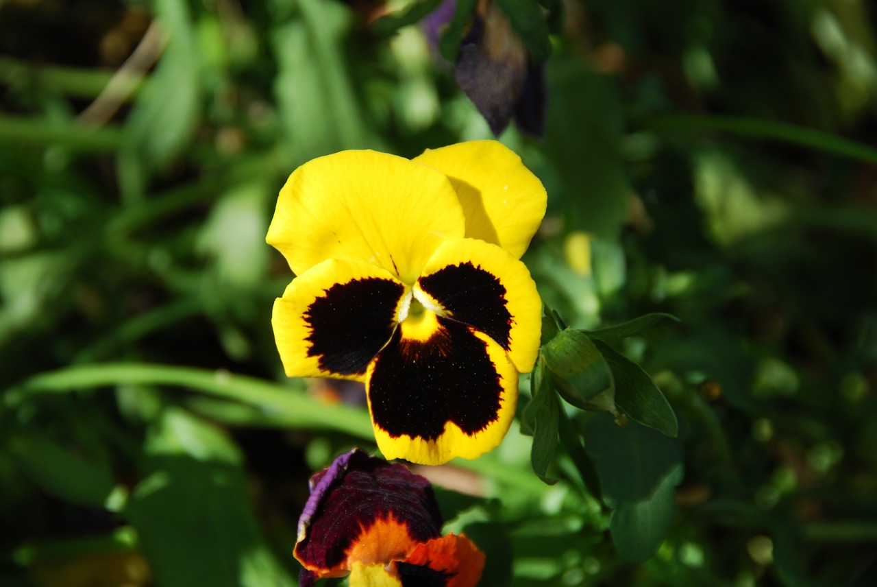 pansy yellow leaves free photo