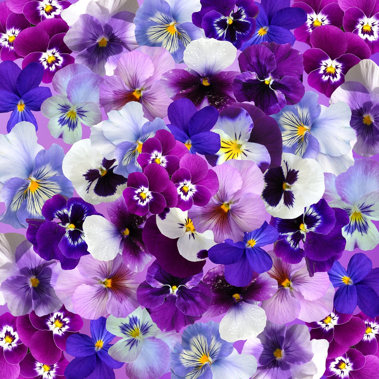 graphic background pansy free photo