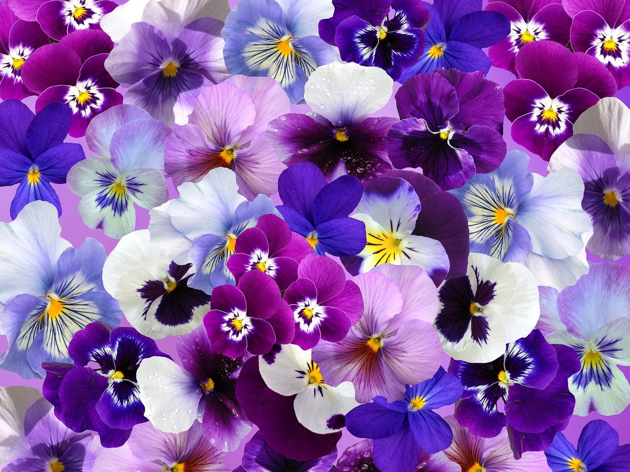 graphic pansy easter free photo