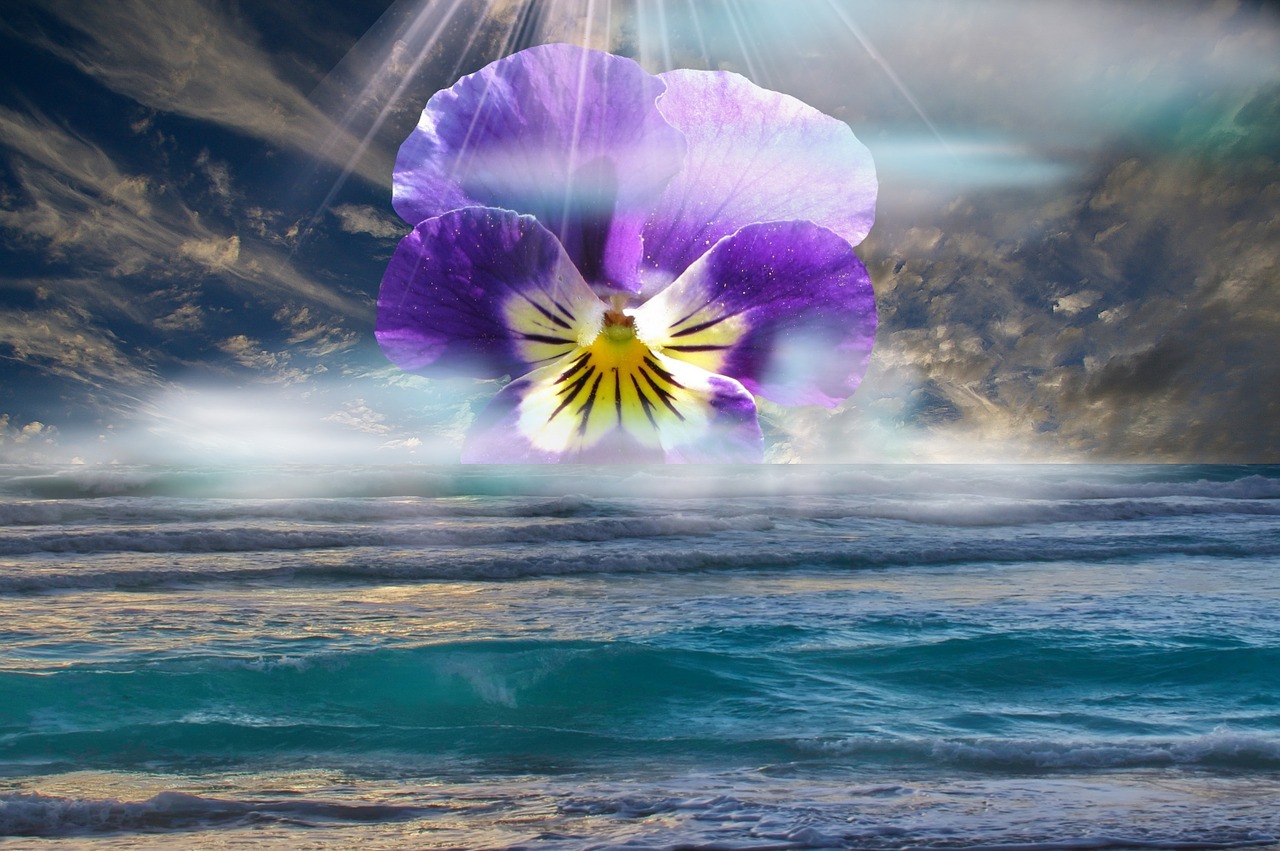 pansy water landscape free photo