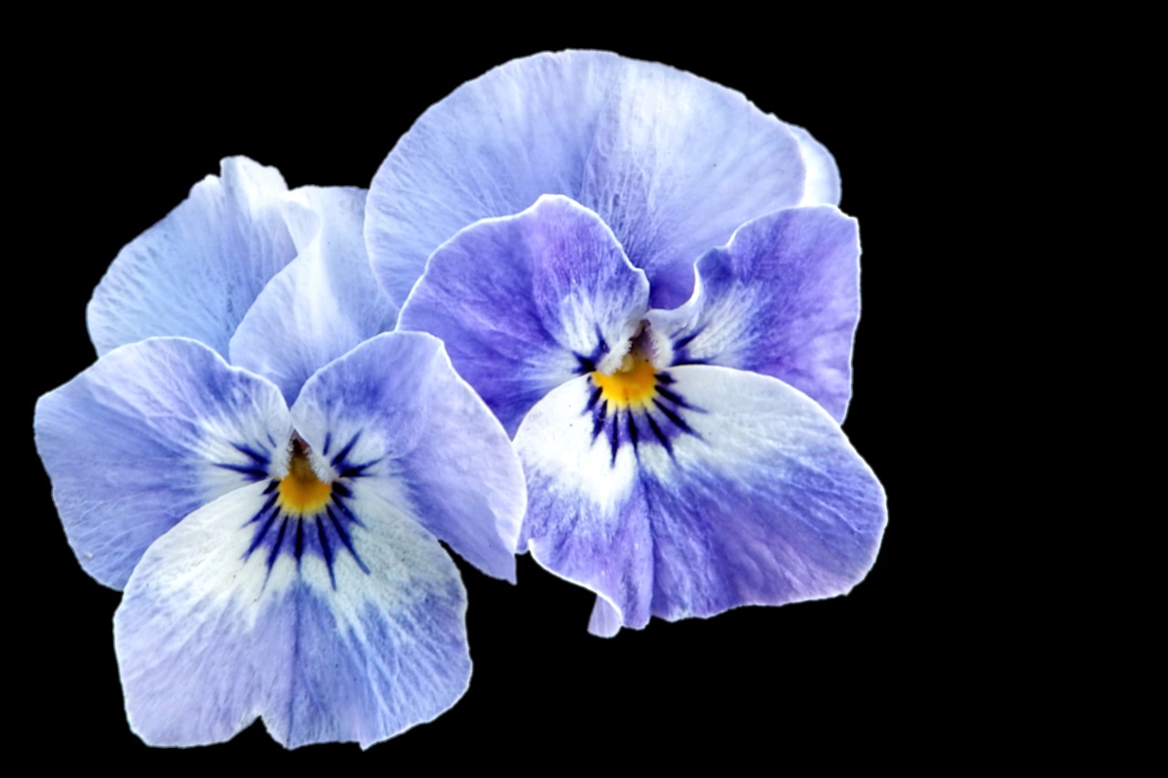 pansy spring blue free photo