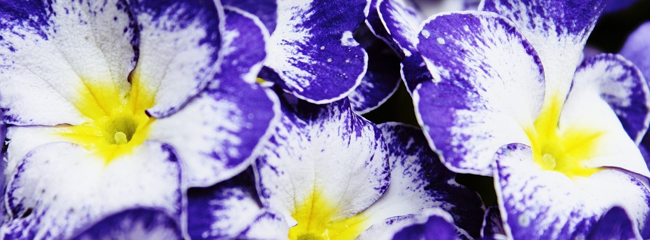 pansy purple flowers free photo