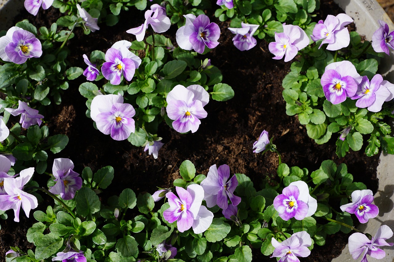 pansy flower purple free photo