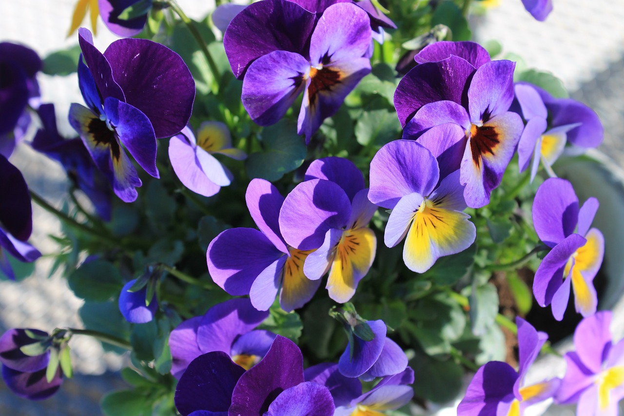 pansy violet purple free photo