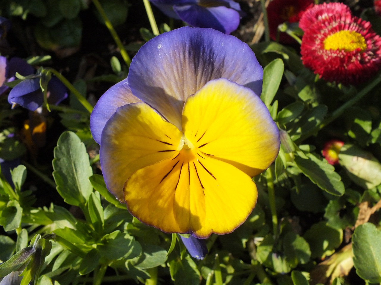 pansy spring violet free photo