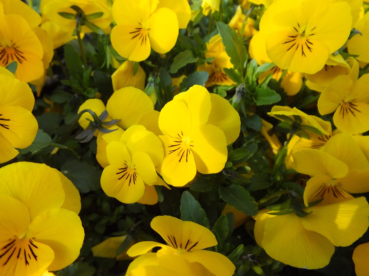 pansy flowers spring free photo