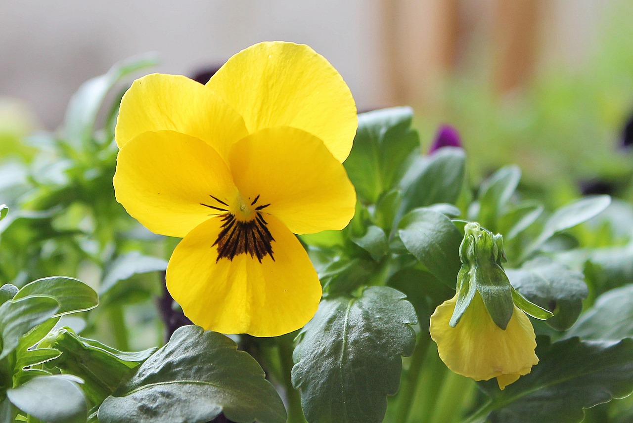 pansy yellow spring free photo